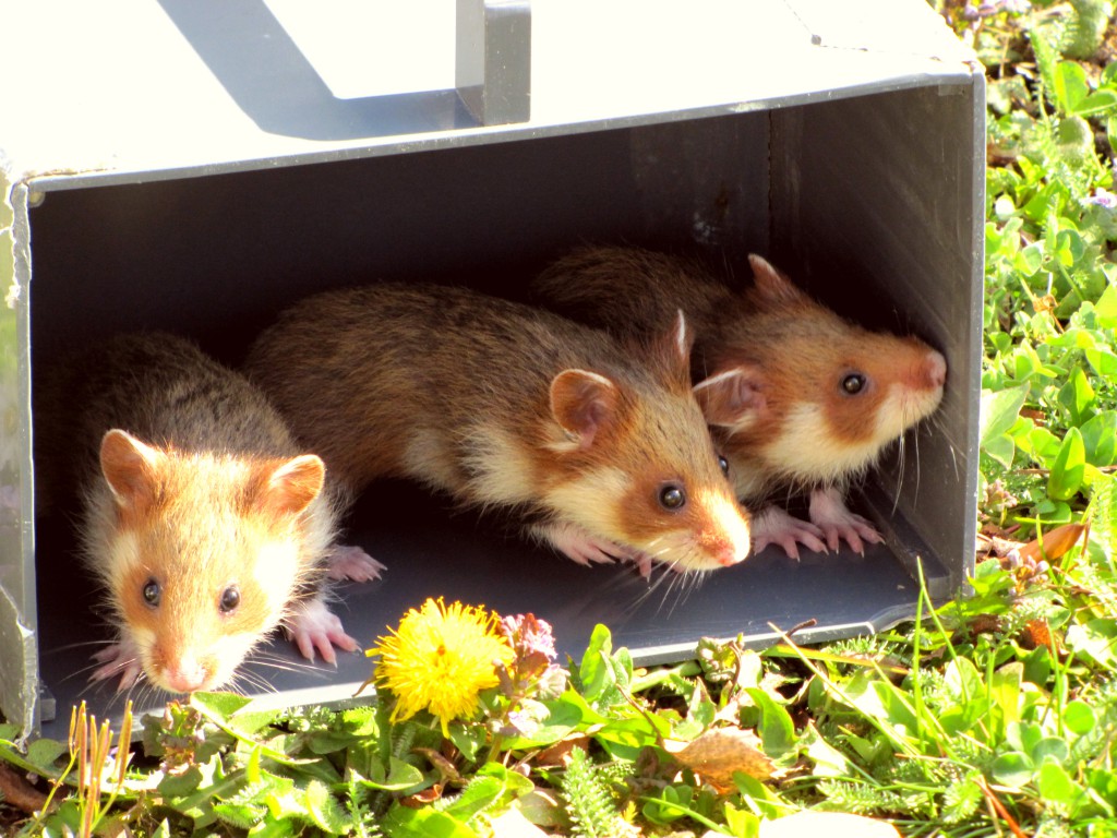 Hamster à 1 mois