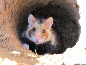 Femelle le jour du lâcher dans un enclos extérieur (CNRS)