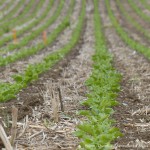 Betterave Strip-Till