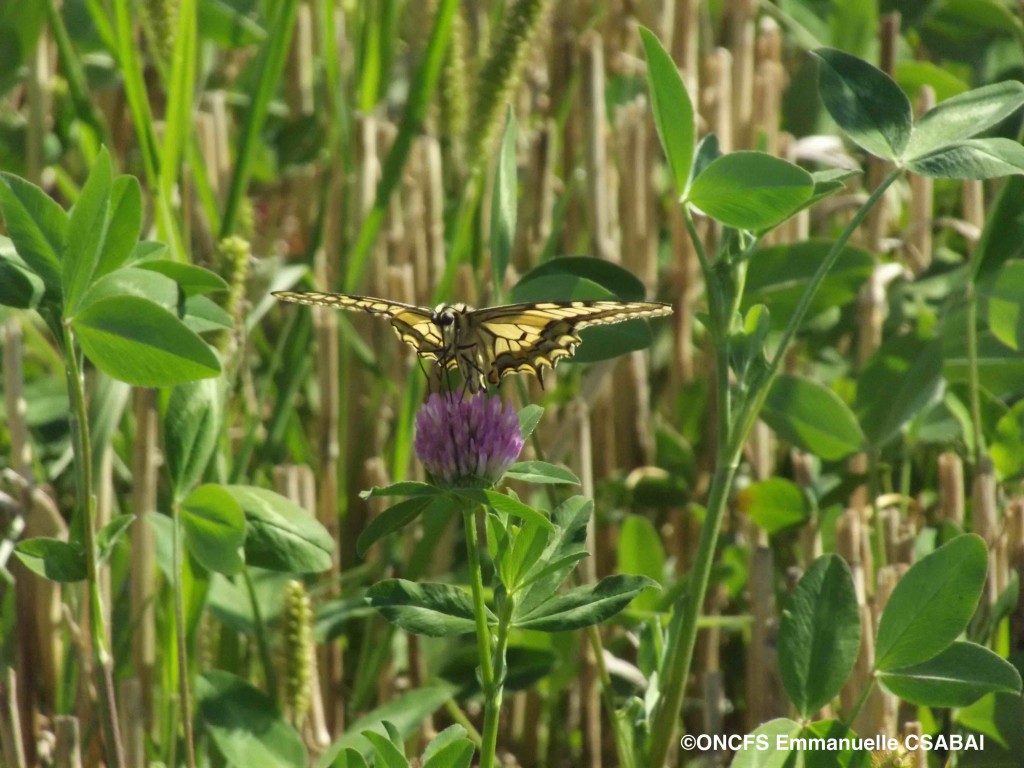 machaon