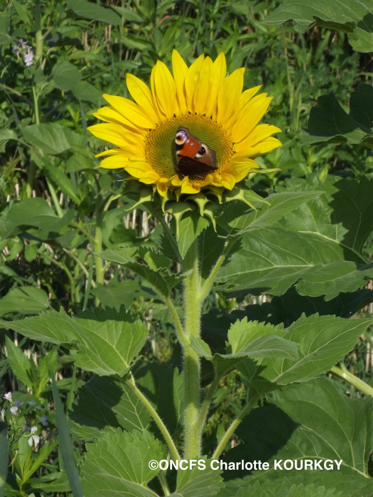 tournesolpaon