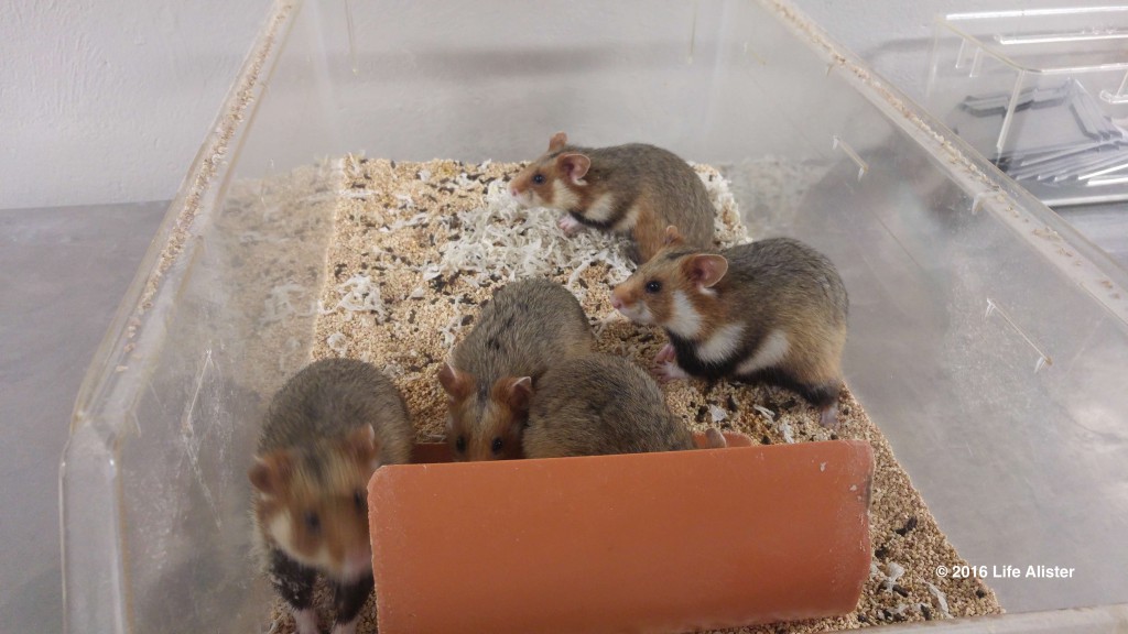 Grand hamster - jeunes(1)