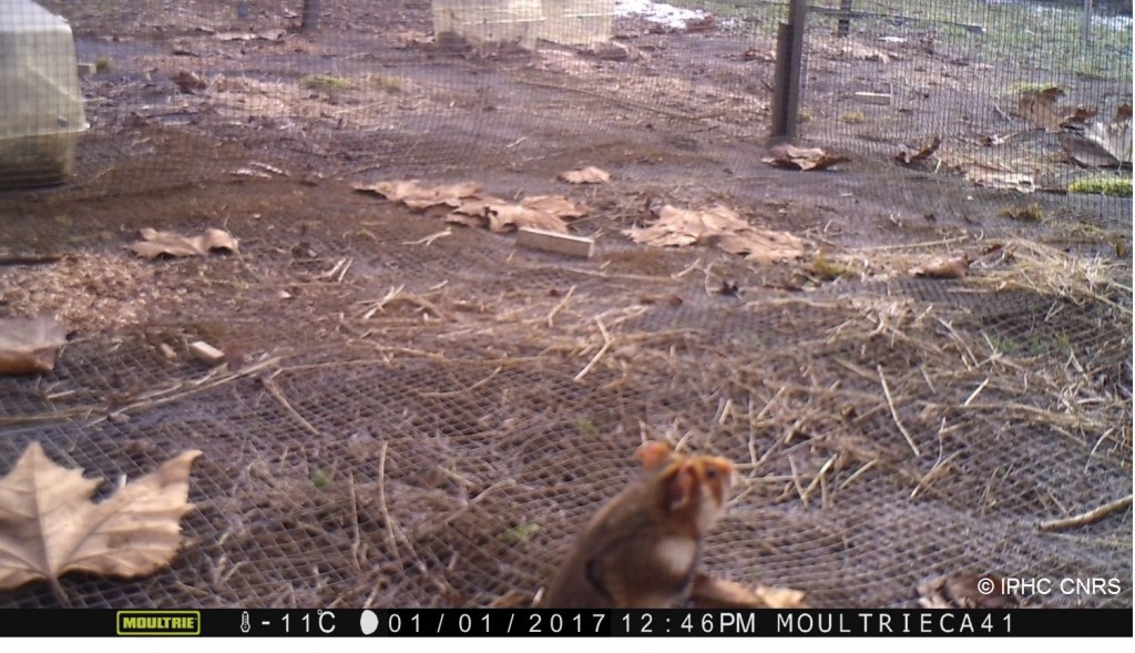 Photo piège - copie