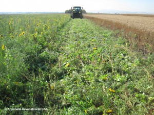 tracteur-cipan