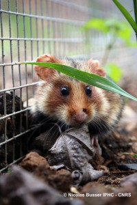 hamster-feuille