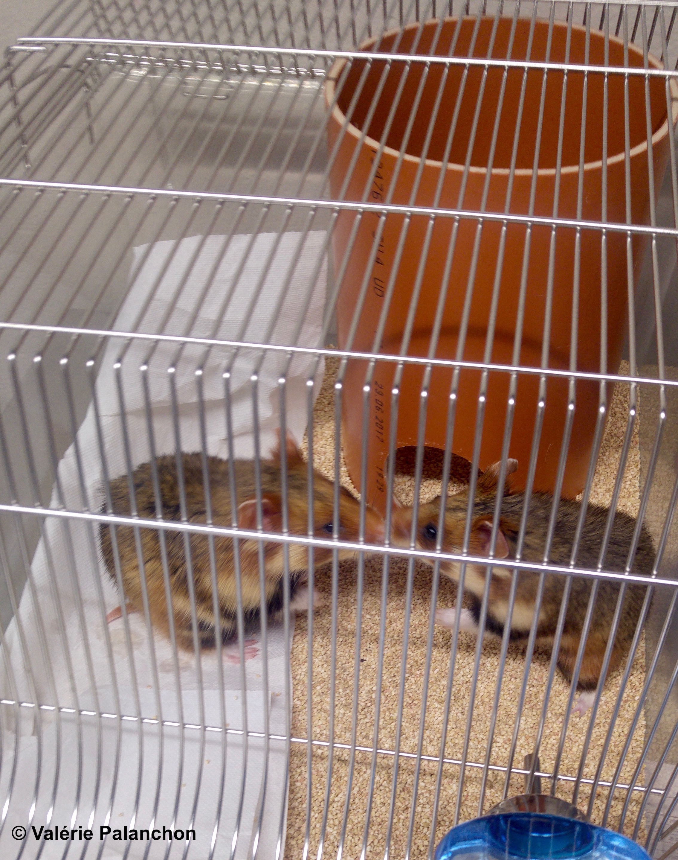 Hamsters in medical research