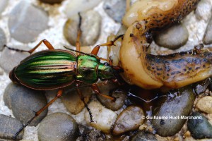 Carabus sauratus en train de dévorer une limace.