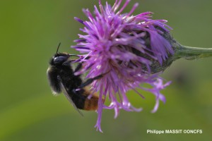 biodiversité