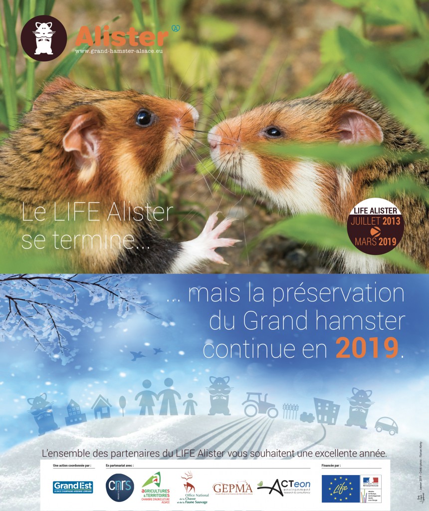 hamster 2019