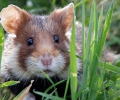 Das Temperament der Hamster