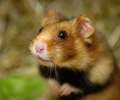 Paysan du Haut-Rhin report on the European hamster