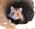 3 July 2014: partial freedom for 8 hamsters from the CNRS breeding unit (DEPE-IPHC)