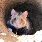 Femelle le jour du lâcher dans un enclos extérieur (CNRS)