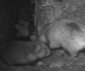 The first litter of hamsters born in semi-captivity