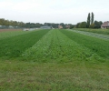 Couverts végétaux : bons pour la faune…et pour les agriculteurs !