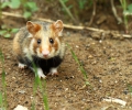 Alsatians and the European Hamster, an overview of the ACTeon investigation