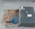 Does lighting pollution impact the physiology and behaviour of European Hamsters?