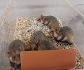 A CNRS study sparks the interest in intermediate crops for European Hamsters