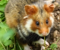 Semer plusieurs cultures est bénéfique pour la biodiversité et favorise la reproduction du Grand hamster