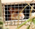 European Hamsters in fields and in urban periphery zones