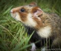 Le suivi des Grands hamsters par les comptages des terriers