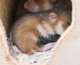 Sauvegarde du Grand hamster : la continuité dans la recherche